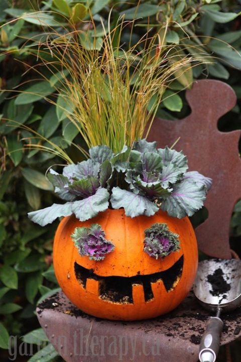 Pumpkin